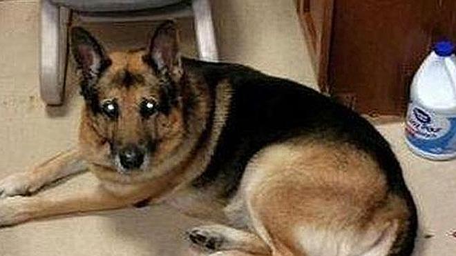 Una mujer fallecida pide en su testamento que la entierren con su perro vivo