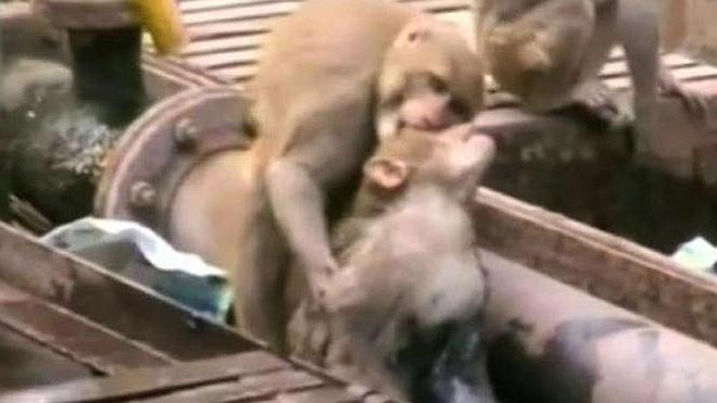 Un mono salva a otro de morir en la India