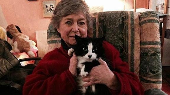Un gato recorre más de 1.000 kilómetros en busca de su dueña