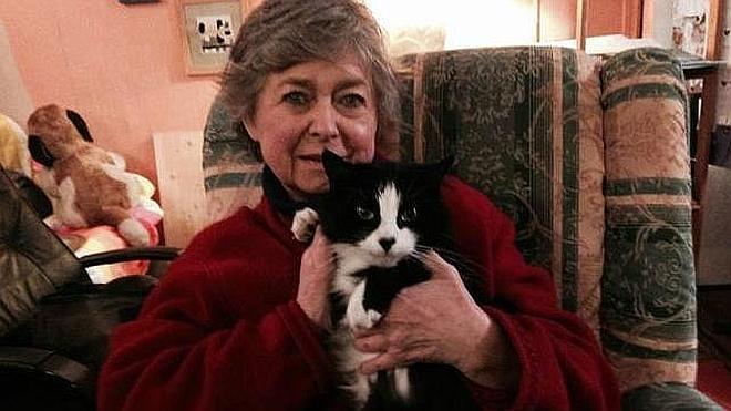 Un gato recorre más de 1.000 kilómetros en busca de su dueña