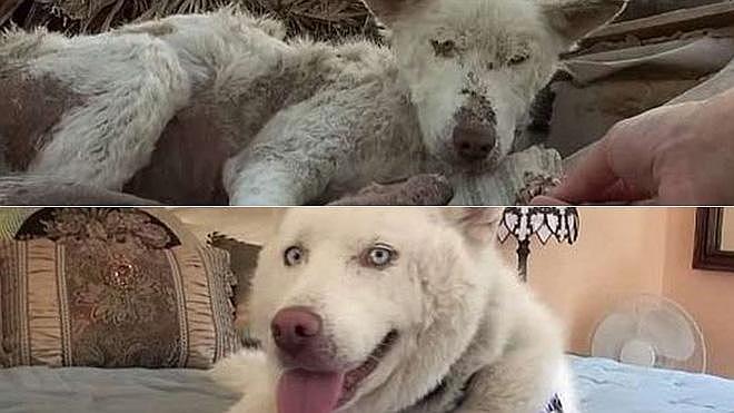 La increíble recuperación de Miley, un husky rescatado de la basura