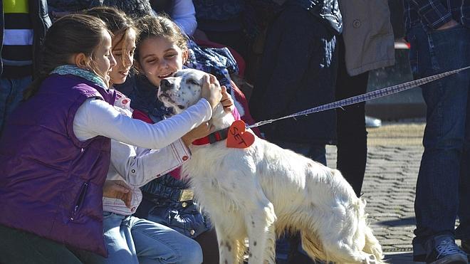 12 perros encuentran familia
