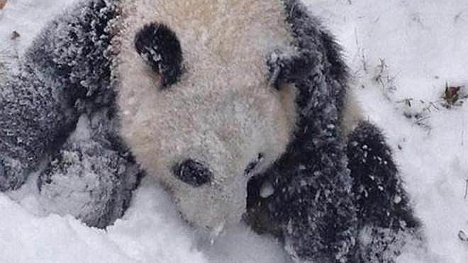 La primera vez que un panda toca la nieve