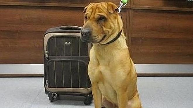 Abandona a su perro en una estación junto a una maleta con sus pertenencias