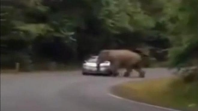 Un elefante aplasta un coche en Tailandia y el conductor sale ileso