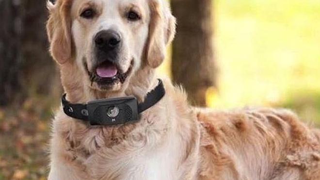 Motorola Scout 5000: un smartphone para perros