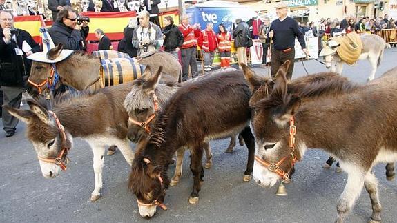 ¿Por qué se bendicen los animales el día de San Antonio Abad?