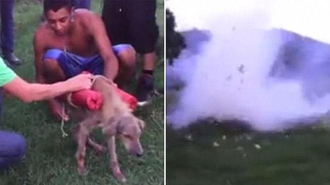 Revientan a un perro atándole explosivos al cuerpo