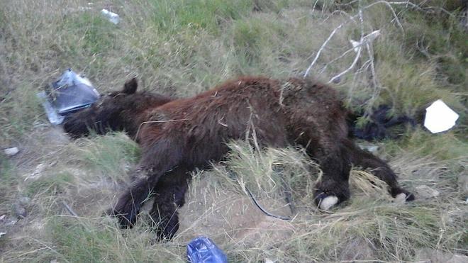 Unos vecinos de Paterna salvan a un poni abandonado