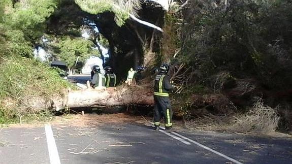 Cortan la carretera del Saler tras la caída de un árbol y una parte de tendido eléctrico a causa del viento