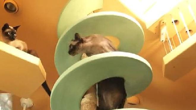 Convierte su casa en un gran parque para gatos