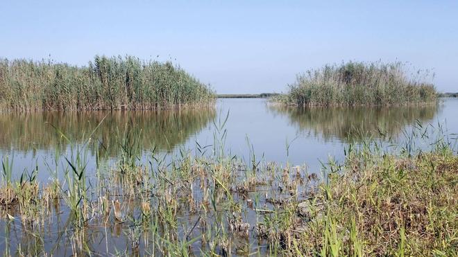 Vecinos incómodos en la Albufera