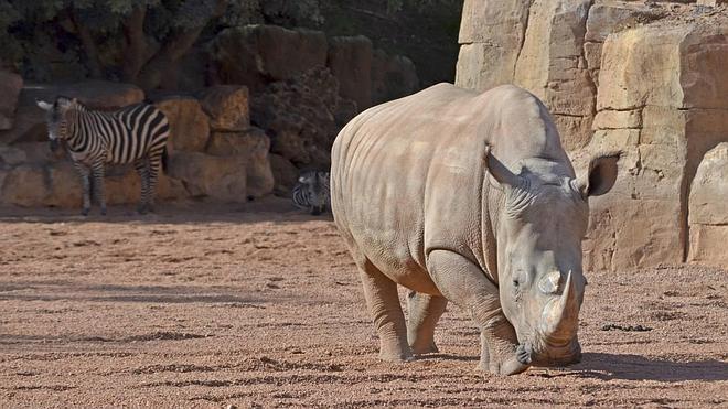Bioparc ofrece todas las entradas a precio de niño este mes de febrero