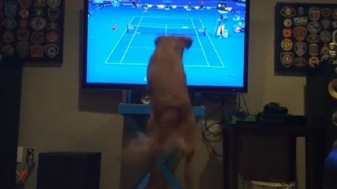 Un perro se vuelve loco cuando ve tenis en la televisión