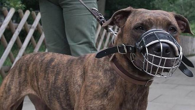 El Consell endurece la normativa sobre los perros de razas peligrosas