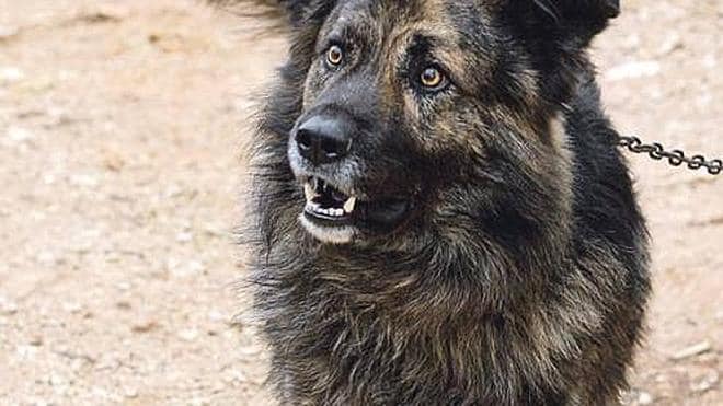 Un tribunal croata ordena a un perro que no ladre