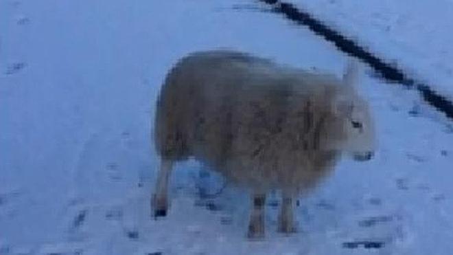 Pet, la oveja que cree ser un perro