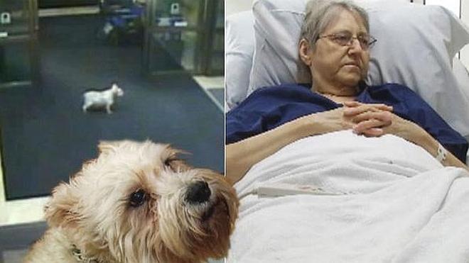 Una perra escapa de casa para visitar a su dueña en el hospital