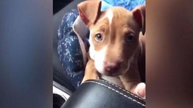 Un cachorro dice «I love you» al aullar
