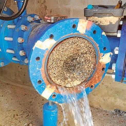 Las tuberías de riego de Tous ya sufren daños por la plaga del mejillón cebra