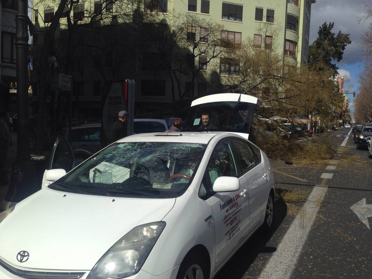 Un árbol cae sobre un taxi en Fernando el Católico