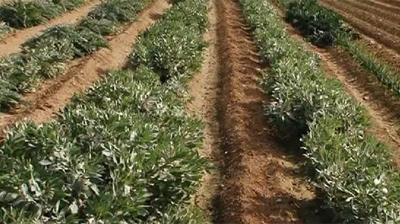 Los valencianos piden más huertos urbanos