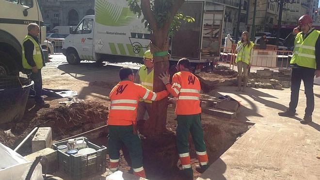 Comienza la instalación de los naranjos en la Plaza del Ayuntamiento