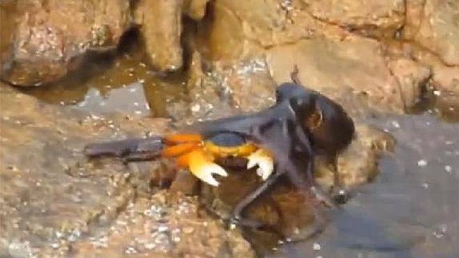 Impresionantes imágenes de un pulpo atacando a un cangrejo