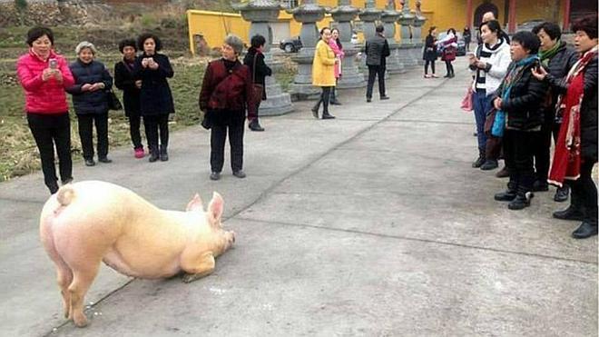 Un cerdo se escapa de una granja y pasa horas arrodillado frente a un templo budista