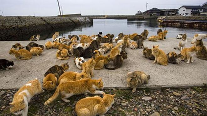 Aoshima, el pueblo en el que viven más gatos que personas