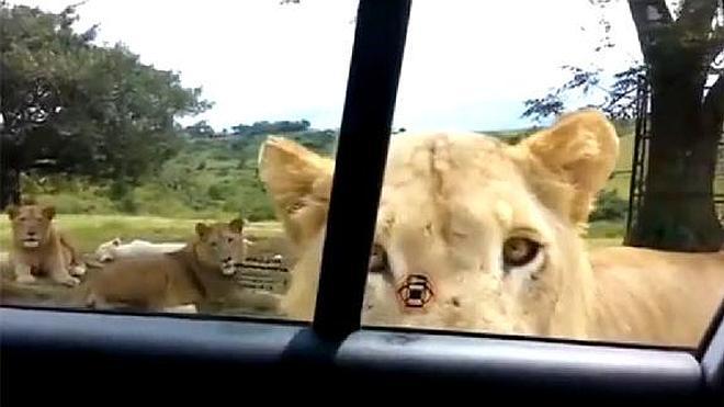 Una leona abre la puerta de un coche en pleno safari
