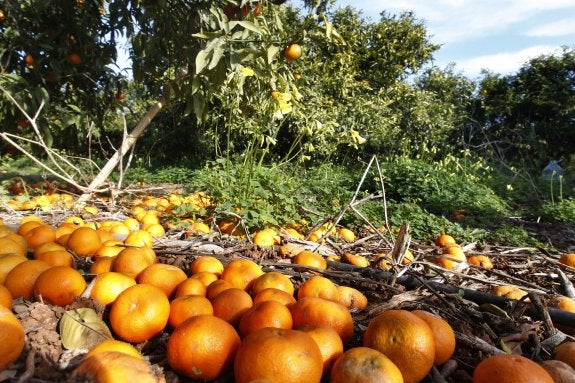 40 imputados por un fraude a Hacienda de empresas de recogida de naranjas