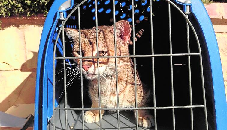 Rescatan a 20 gatos tras morir su dueño