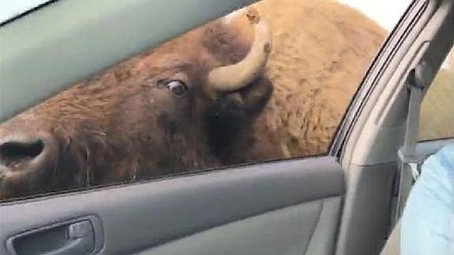 Un bisonte besuquea a lametazos a una joven