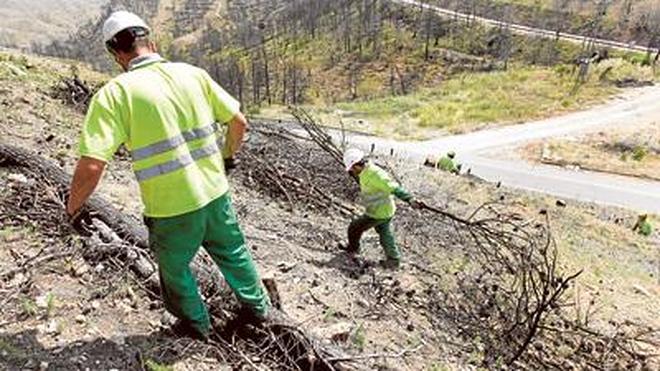 Ecologistas denuncian ante Europa la tala de árboles para extraer biomasa