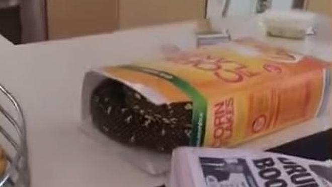 Encuentra una pitón en su caja de cereales