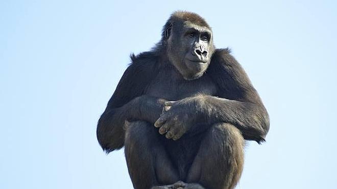 La gorila Nalani explora por primera vez el bosque ecuatorial de Bioparc Valencia