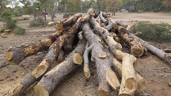 Medio Ambiente ya ha talado 12.800 pinos afectados por la plaga del tomicus