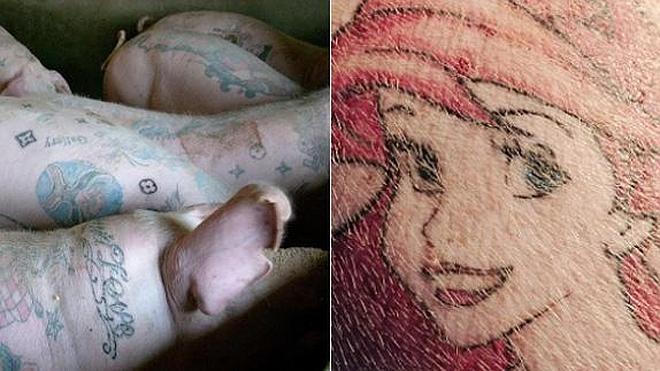 Se venden cerdos tatuados por más de 69.000 euros