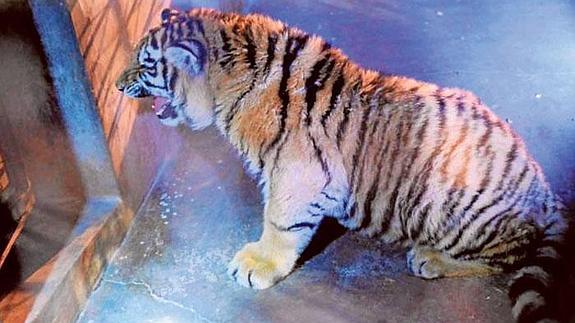 Un tigre siberiano en la terraza