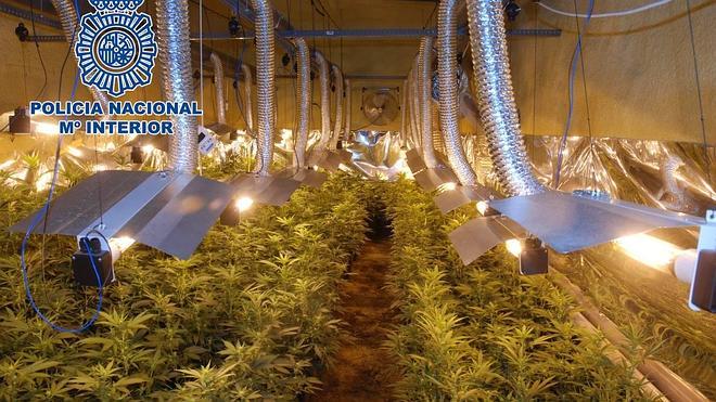 Incautadas 4.600 plantas de marihuana en Elche