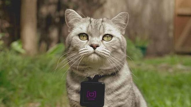 Los gatos ya pueden subir sus propias fotos a Instagram