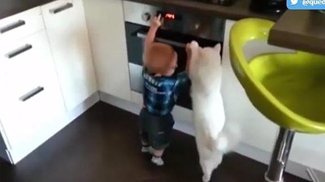 Un gato impide que un bebé se queme con el horno