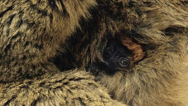 Nace una cría de lémur 'frentirrojo' en Bioparc