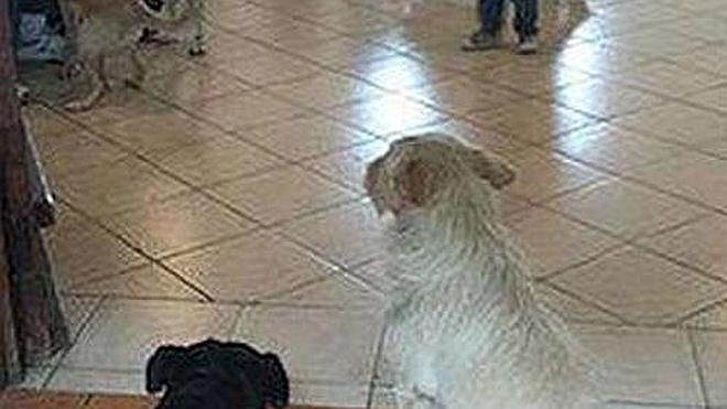 Unos perros callejeros asisten al funeral de la mujer que les cuidaba