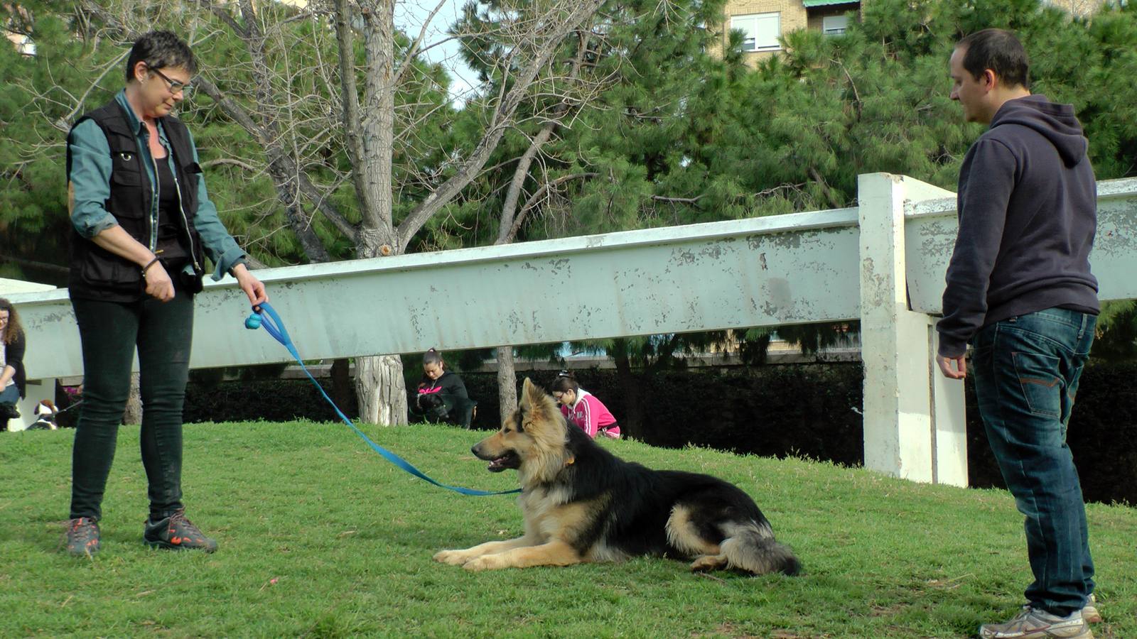 Clases de civismo para perros y sus dueños