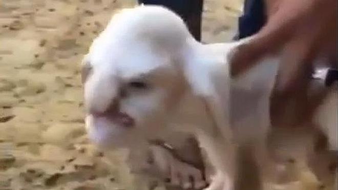 Un cordero con cara de anciano cabreado se convierte en viral