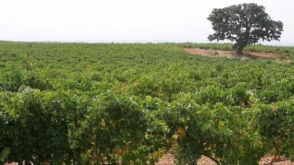 Una plaga de conejos amenaza las viñas en Requena-Utiel