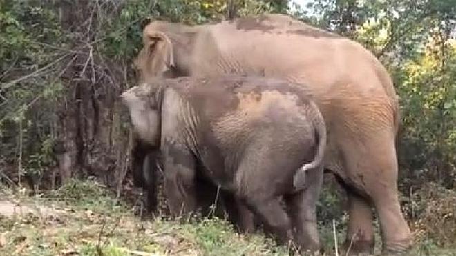 Así reacciona un elefante que se reencuentra con su cría después de cuatro años