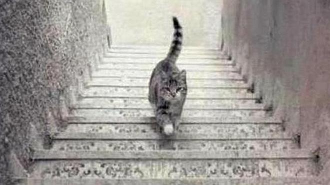 ¿Este gato sube o baja las escaleras?